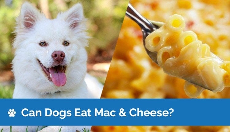 Can A Dog Eat Cheese And Macaroni?