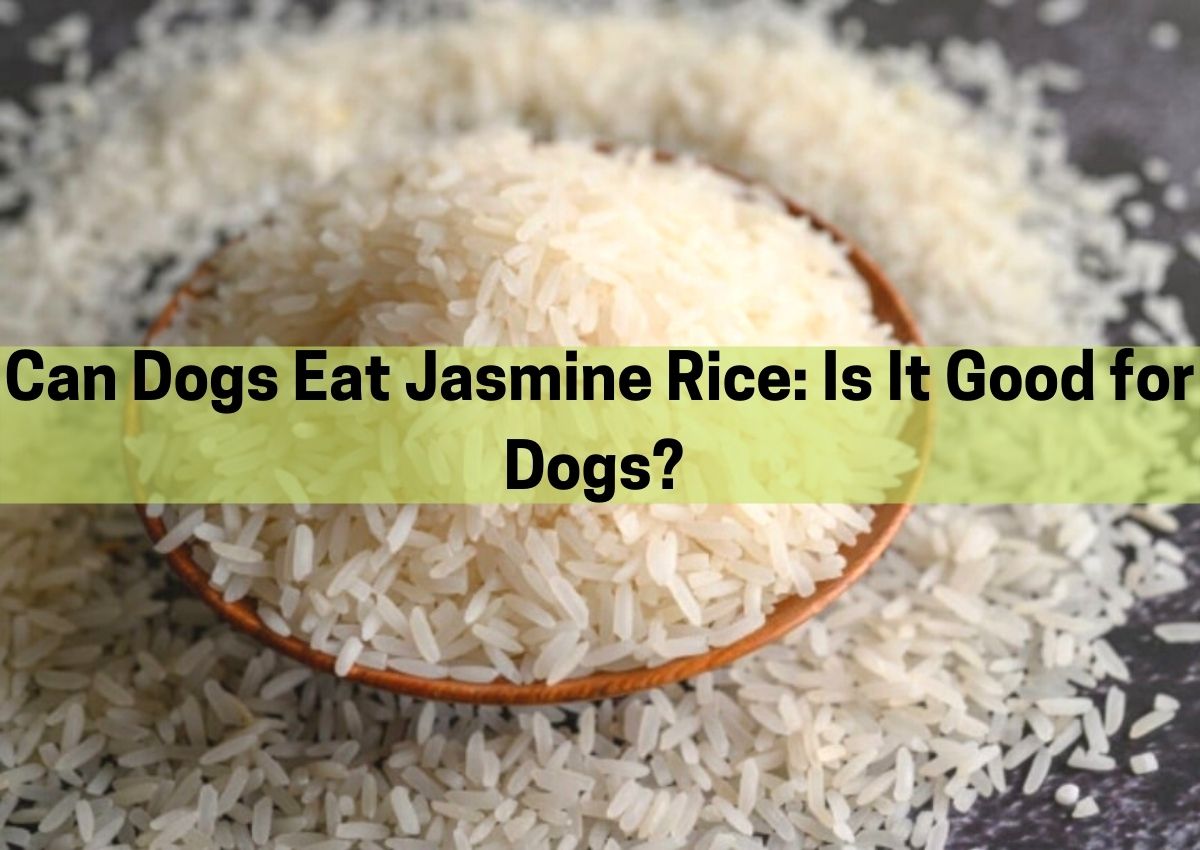 Dogs Can Eat Jasmine Rice In Moderation